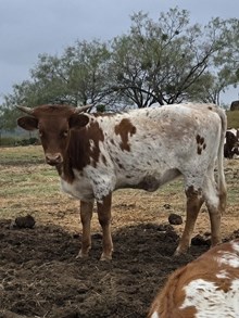 HR ROSEBUD X PACIFIC COWBOY 40 - 2024