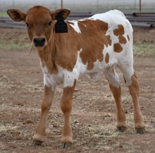 Rebel X Commotion Heifer