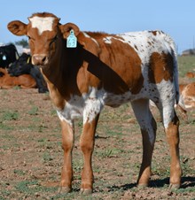 DB Silent Rebellion Heifer