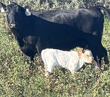 REBEL HR X TEXANA CHIT CHAT HEIFER (ET) TAG 421